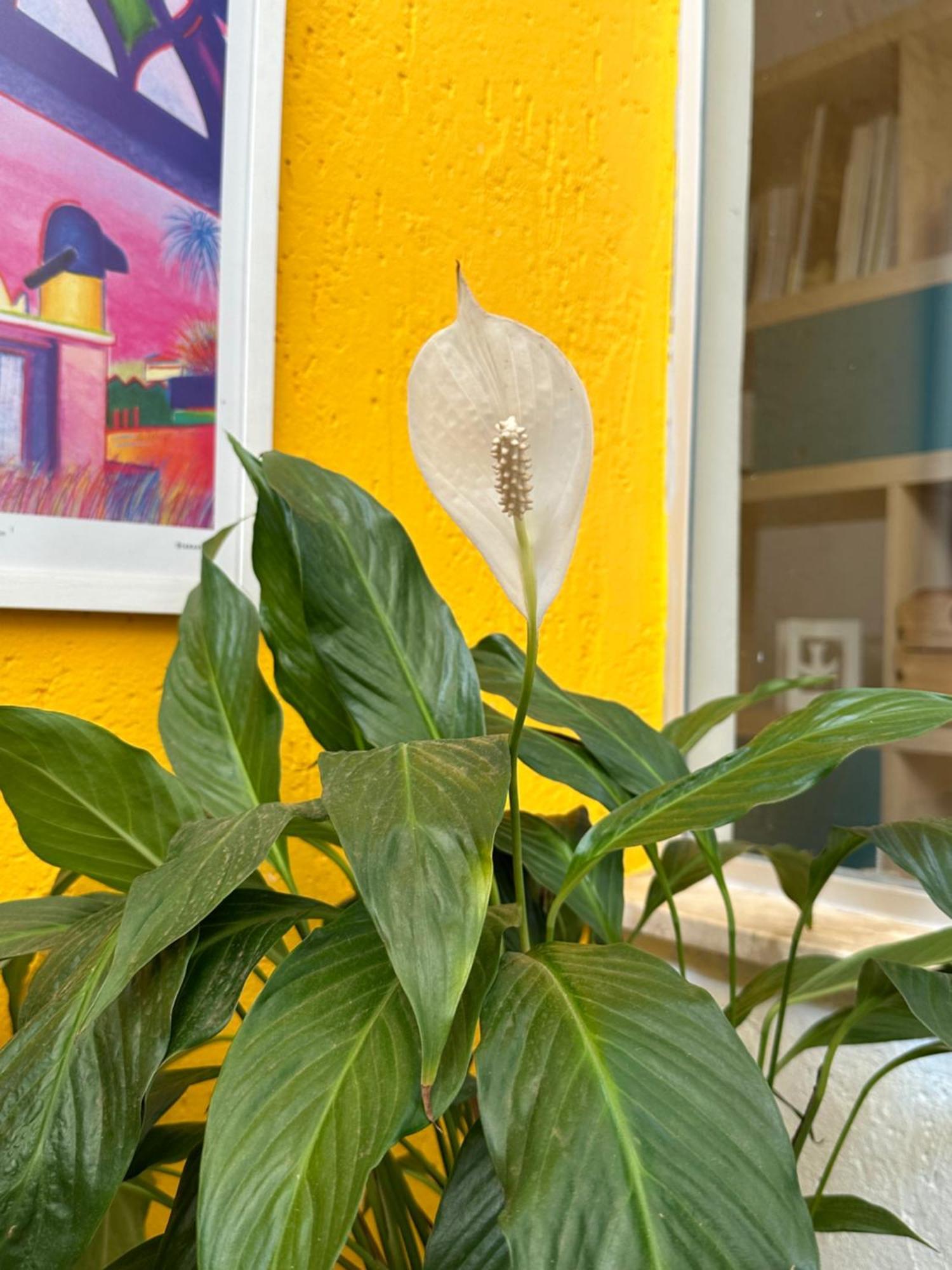 Núcleo Bandeirante Casa Lumen B&B 외부 사진